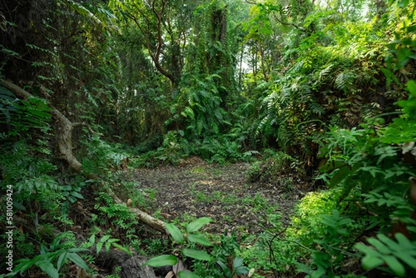 Fototapeta Landscape green trees in tropical forest in summer. Nature background. Green tree covered with fern plants in the jungle. Primeval forest in Asia. Rainforest ecosystem. World environment day concept.