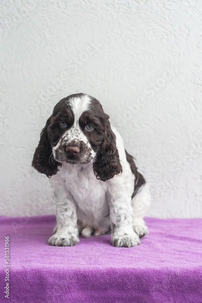 Fototapeta english springer spaniel puppy