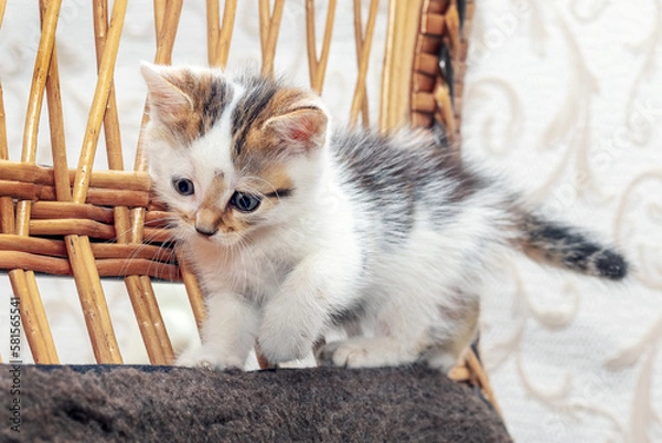 Fototapeta A small restless kitten walks on a wicker chair