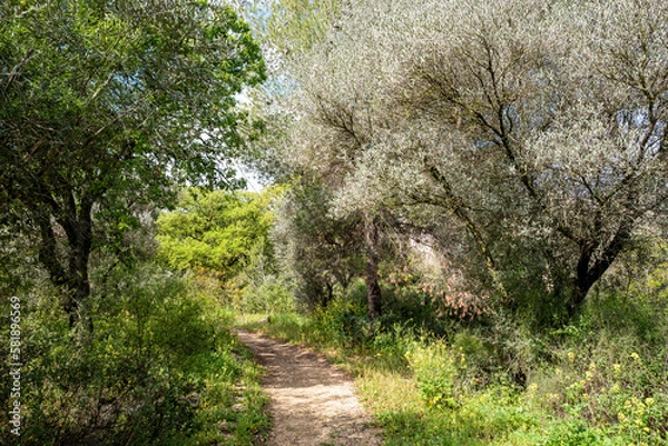 Fototapeta Forest in northern Israel near Migdal HaEmek