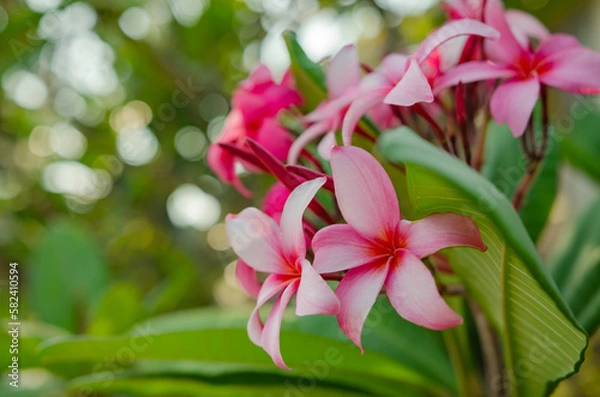 Fototapeta Flowers of the frangipani in the morning sun