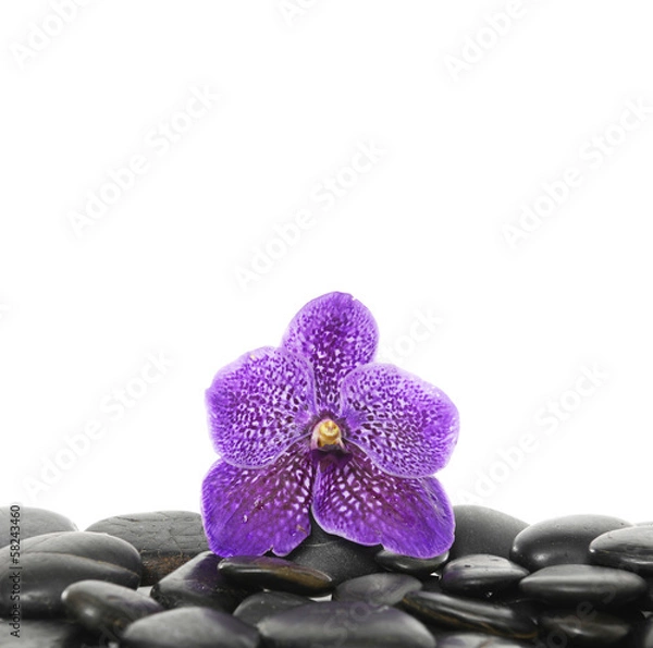 Fototapeta Still life with pink beautiful orchid on pebble