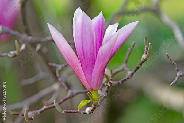 Fototapeta Fleur de magnolia