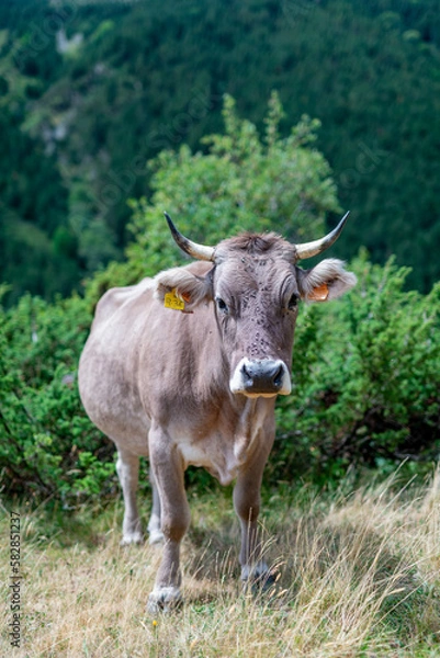 Fototapeta Cow grazing in the mountains of the Pyrenees