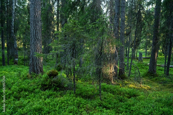 Fototapeta A summery primeval woodland with a lot of deadwood on forest floor in Närängänvaara near Kuusamo, Northern Finland	