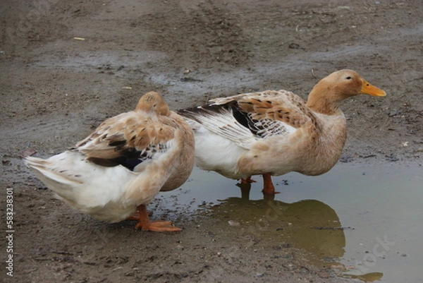 Fototapeta ´Pato 