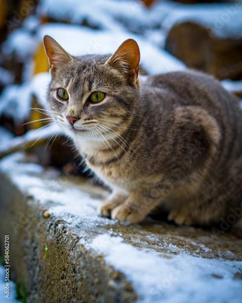 Fototapeta portrait of a cat