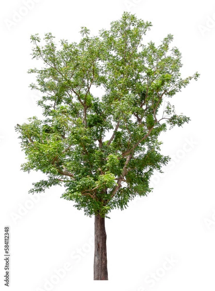 Fototapeta Large green tree is isolated on a white background. clipping path