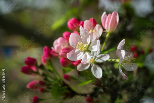 Fototapeta Wild Cherry Blossoms with Red and Pink Colors