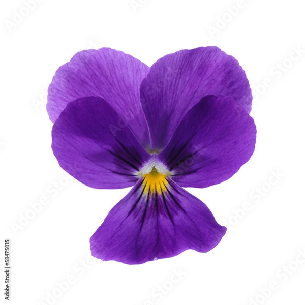 Fototapeta Purple Pansy