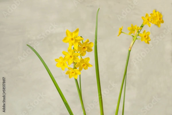 Fototapeta spring flowers  yellow daffodils  a light background.
