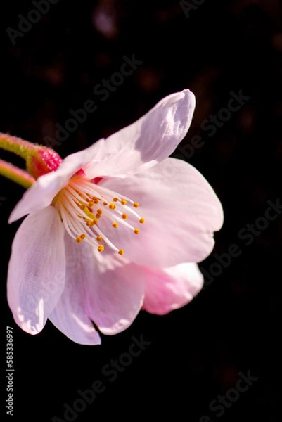 Fototapeta Cherry Blossom - Kirschblüte in voller Blüte