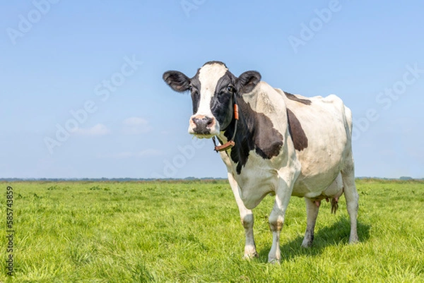 Fototapeta Cow standing looking sassy, full length in front view, milk cattle black and white, a blue sky and horizon