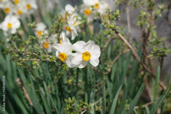 Fototapeta スイセンの花