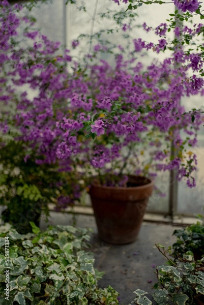 Fototapeta Potted purple flower plant