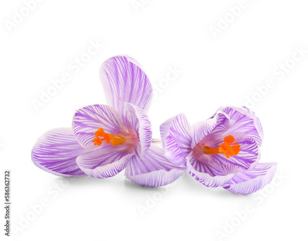 Fototapeta Beautiful Saffron flowers isolated on white background