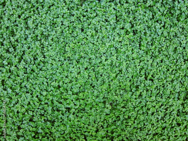 Fototapeta Dichondra grass