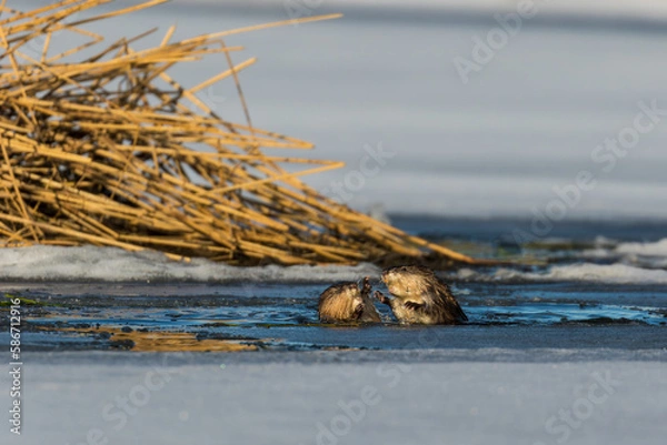 Fototapeta Muskrats fighting over food