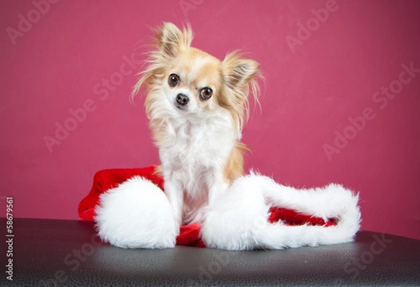 Fototapeta Chihuahua Weihnachten