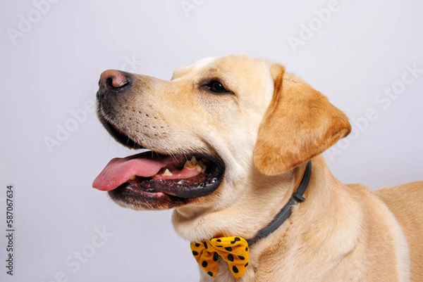 Fototapeta Labrador retriever is amazing dog. Studio shot