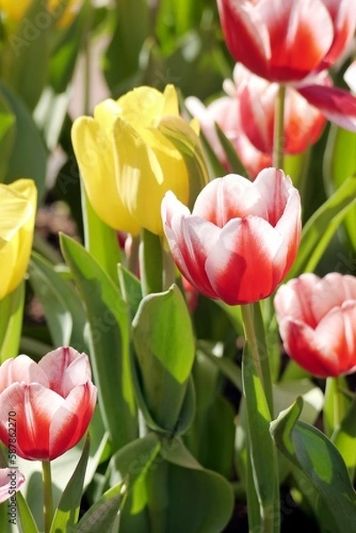 Fototapeta Red and yellow tulips bloom under sunshine in the garden.  Spring time.