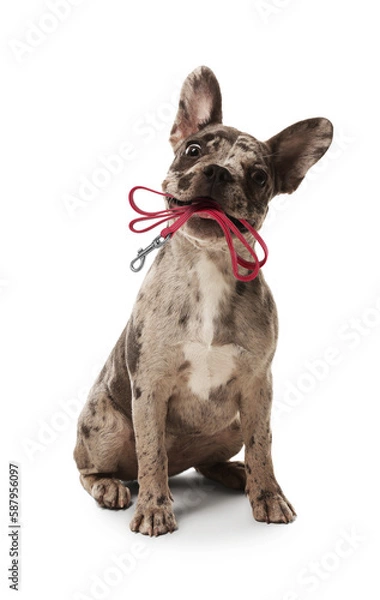 Fototapeta Adorable French bulldog holding leash in mouth on white background