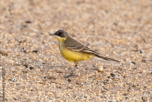 Fototapeta Western yellow wagtail or Motacilla flava observed near Nalsarovar in Gujarat