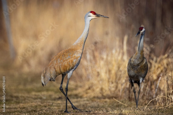 Fototapeta a Sandhill Crane pair, in the migration period, resting after courtship