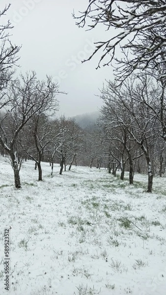 Fototapeta trees in snow