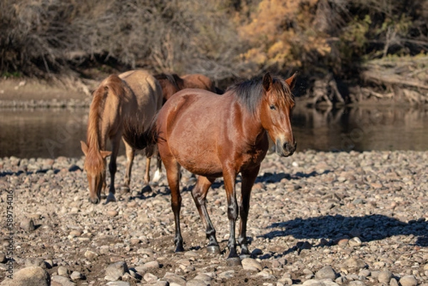 Fototapeta Dark bay wild horse next to Salt River near Mesa Arizona United States