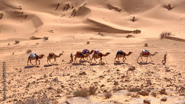 Fototapeta Overhead view of bedouins leading a caravan of camels through the Sahara Desert, outside of Douz, Tunisia