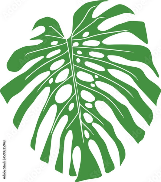 Fototapeta Green Monstera Leaf Vector 