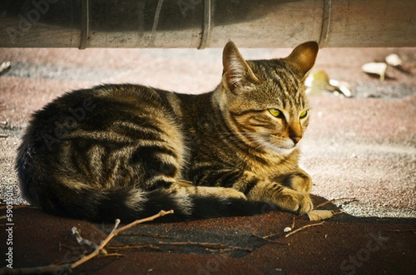 Fototapeta Cat