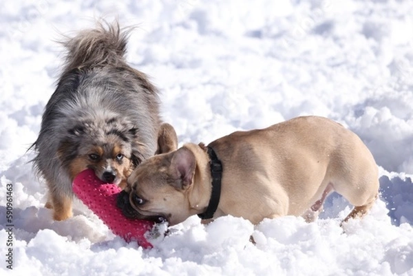 Fototapeta Dogs playing tug 