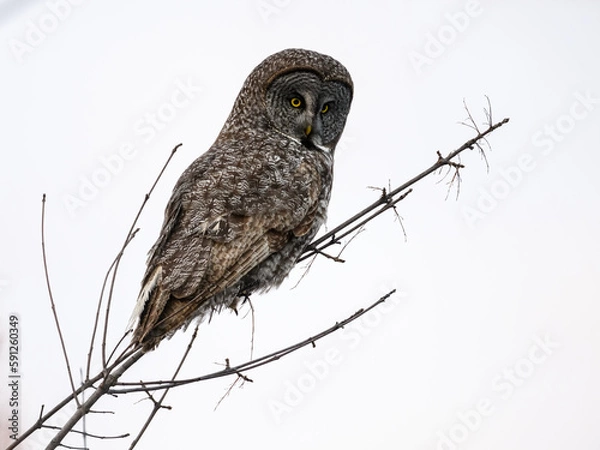 Fototapeta Great Gray Owl portrait on white background, isolated 