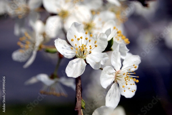 Fototapeta tree with blooming flowers