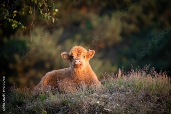 Fototapeta Beautiful closeup shot of Scottish highland calf on hill