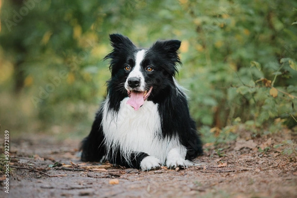 Fototapeta Border Collie dog walking at the city park. Dog fun. Cute pet. Dog tricks. Smart domestic dog breed