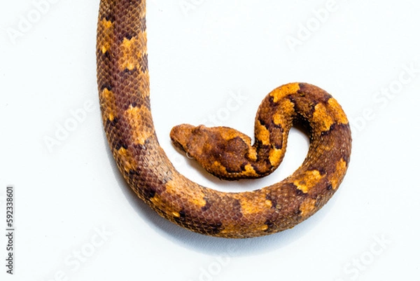 Fototapeta Candoia carinata, known commonly as the Pacific ground boa, Pacific keel-scaled boa, or Indonesian tree boa, is a species of snake in the family Boidae