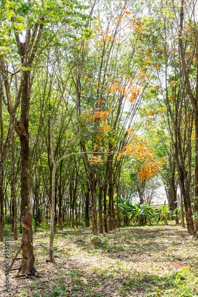 Fototapeta Rubber trees