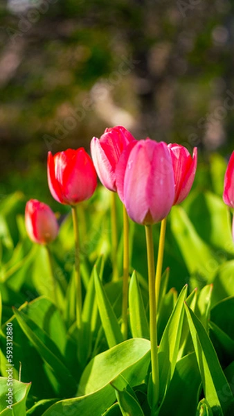 Obraz Flowering tulips in spring in the garden