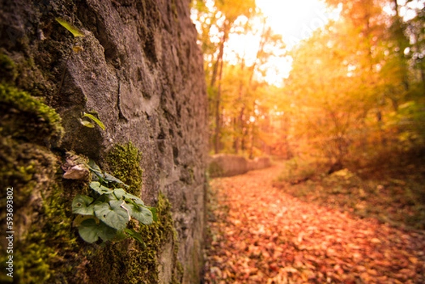 Fototapeta autumn in the park