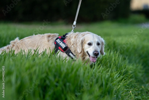 Fototapeta dog in grass in summer with insects and ticks