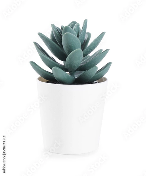 Fototapeta Artificial succulent on white background