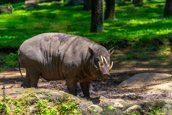 Fototapeta The babirusas, also called deer-pigs are a genus, Babyrousa, in the swine family found in Wallacea.