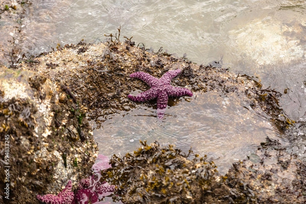 Fototapeta A purple sea star, also known as anochre sea star or ochre starfish, is seen in English Bay off Stanley Park in Vancouver, Canada. The sea star is an important indicator for marine health