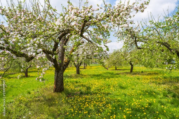 Fototapeta Cherry trees in full bloom near Wannbach- Germany in Franconian Switzerland