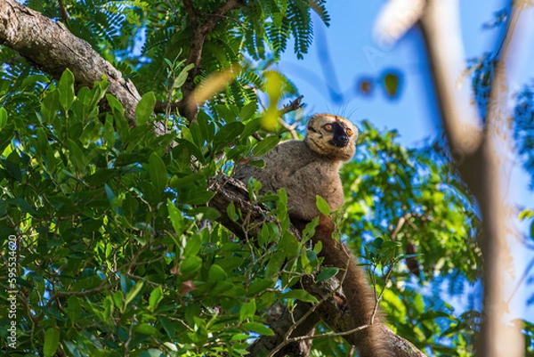 Fototapeta Common brown lemur or Eulemur fulvus sitting on a tree, Madagascar, Africa