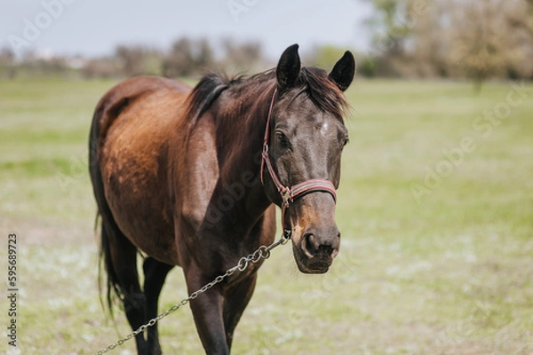 Fototapeta Beautiful young strong brown horse, stallion walks, grazes in a meadow with green grass in a pasture, nature. Animal photography, portrait, wildlife, countryside.