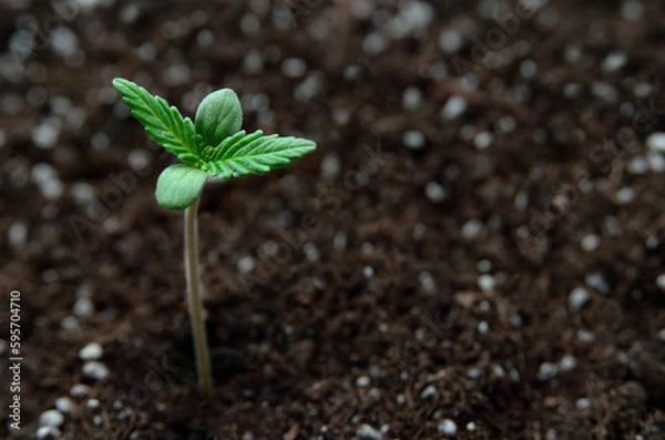 Fototapeta Young cannabis sprouts grow in the soil. Cannabis cultivation